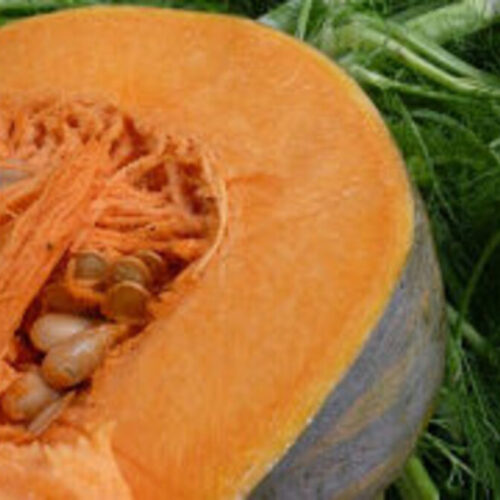 Pumpkin