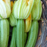 Garden fresh summer Zucchini
