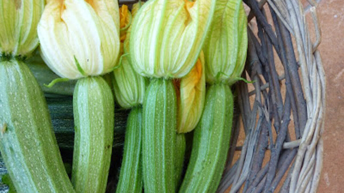 Garden fresh summer Zucchini