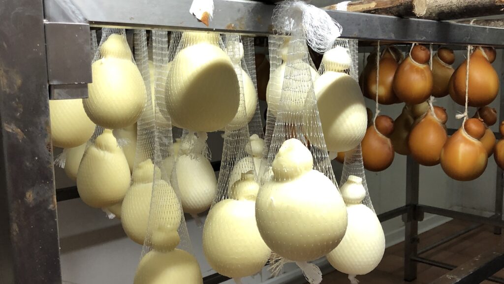 A freshly-made caciocavallo cheese