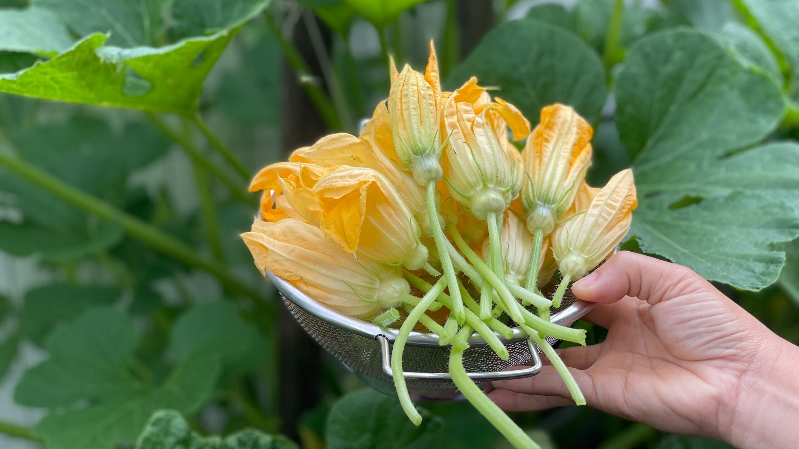 The top 5 ways to pollinate your vegetable garden for a guaranteed