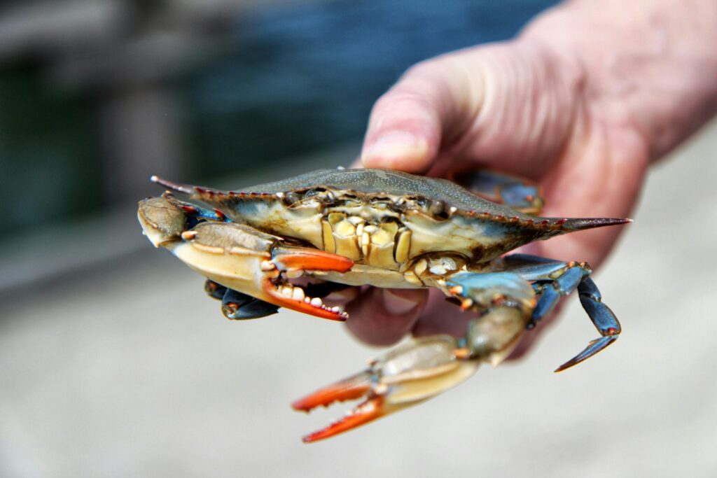 Blue crab crisis in Venice