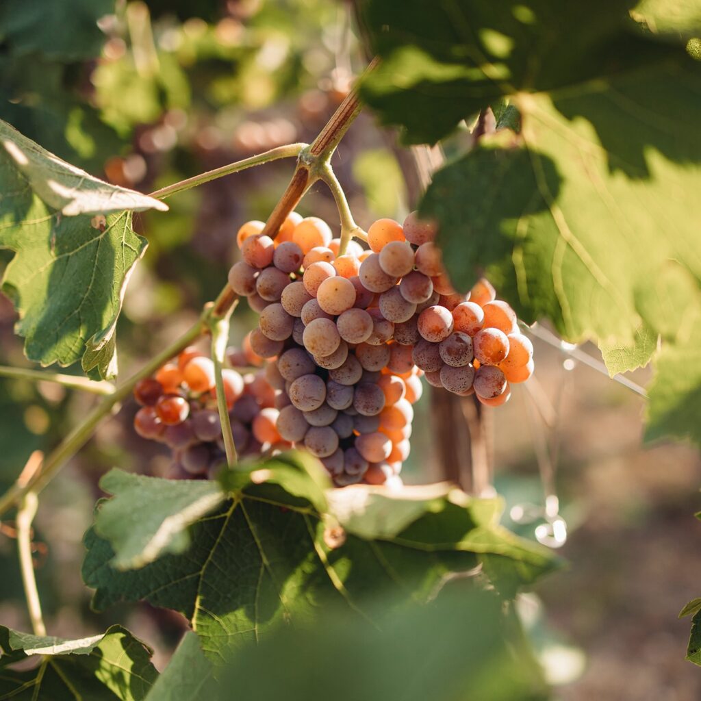 PIWI Wines - white IGT Veneto Grapes