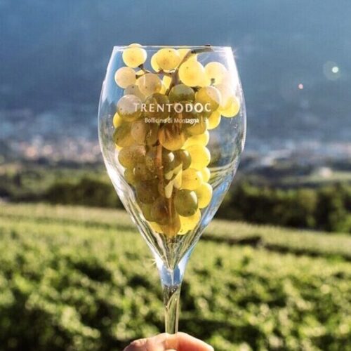 Trento doc sparkling wine from Trentino
