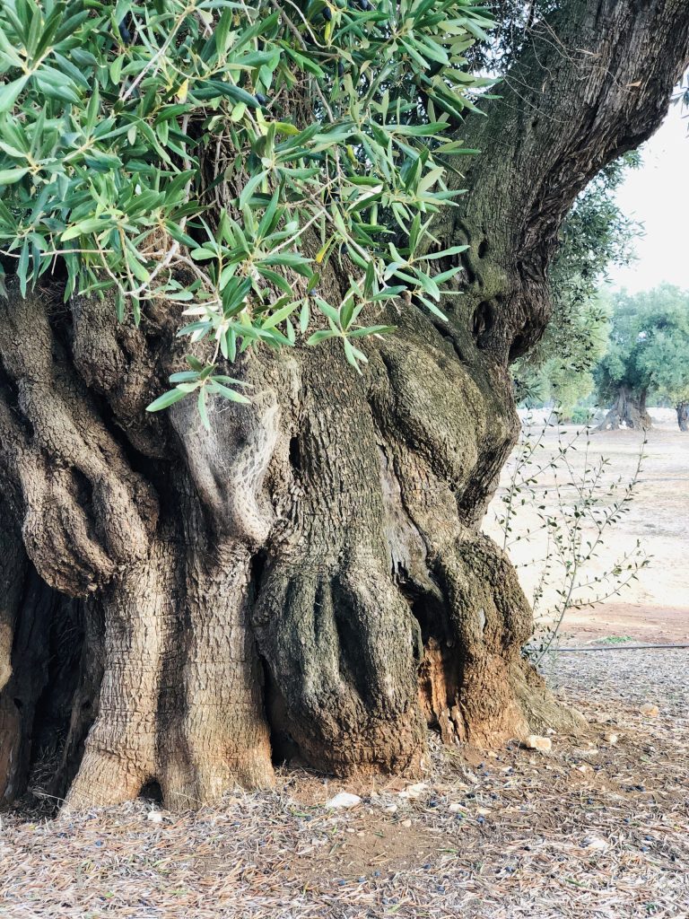 Things to do in Bari Puglia - visit the spectacular olive groves