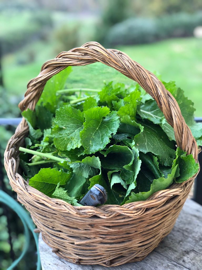 Bitter Italian Cuisine - broccoli rabe