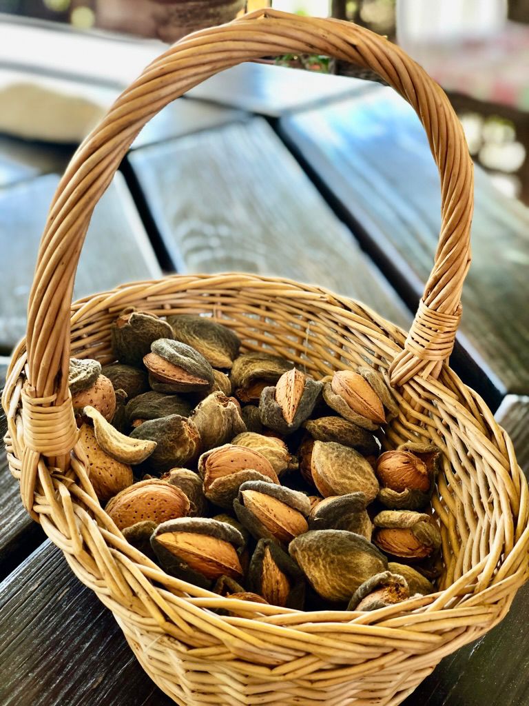 Freshly picked almonds