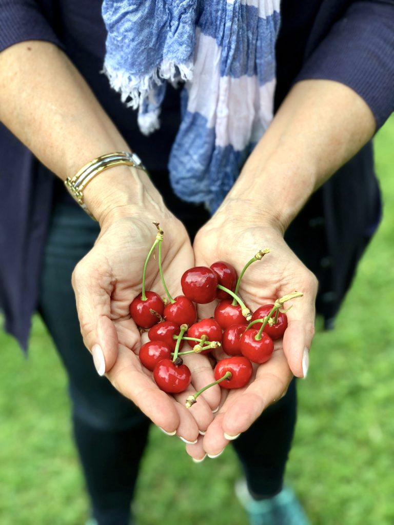 Piombini family cherries