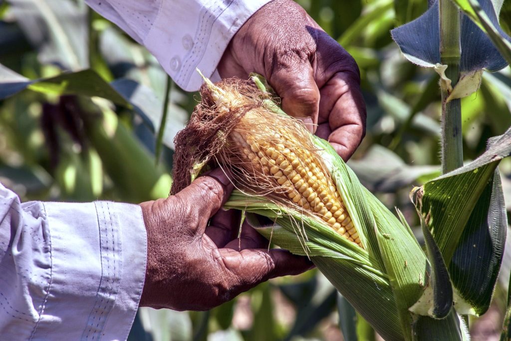 Picking corn and pollination in the garden: flavor of Italy podcast