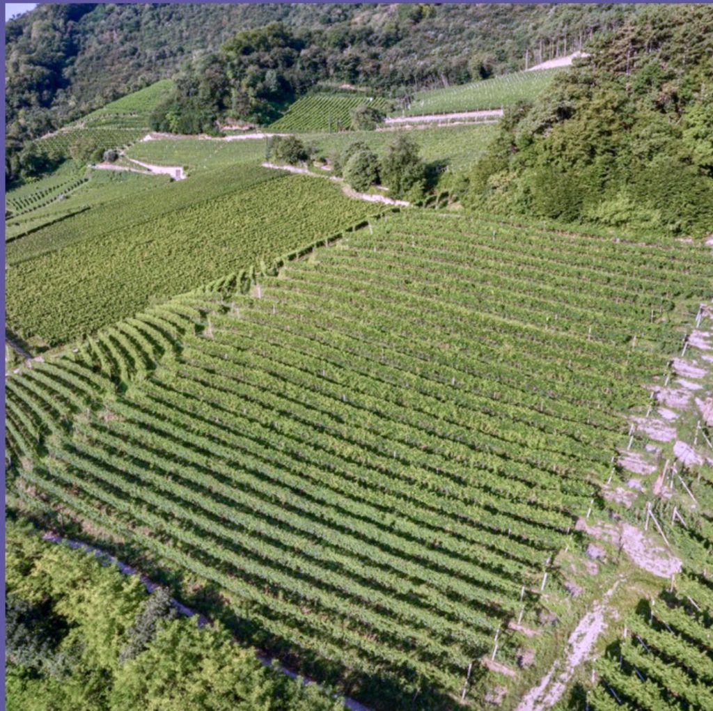 Gewürztraminer vineyard