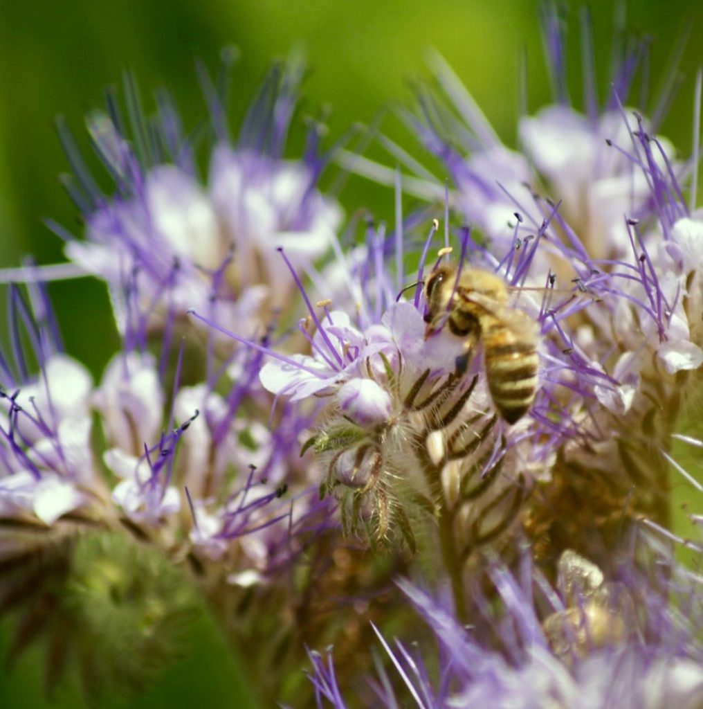Sustainability includes insect hotels at Elena Walch