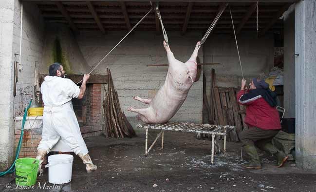 Pig butchering in northern Tuscany