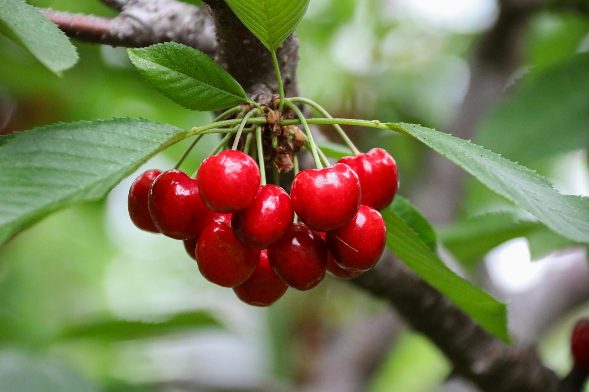 close up photograph of red cherries